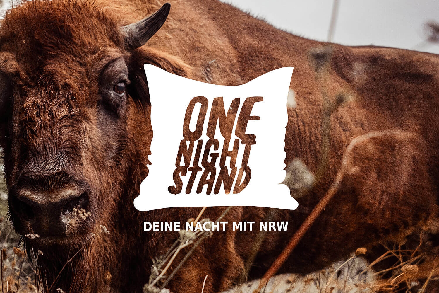 Beitragsbild ONE NIGHT STAND Deine Nacht Mit NRW