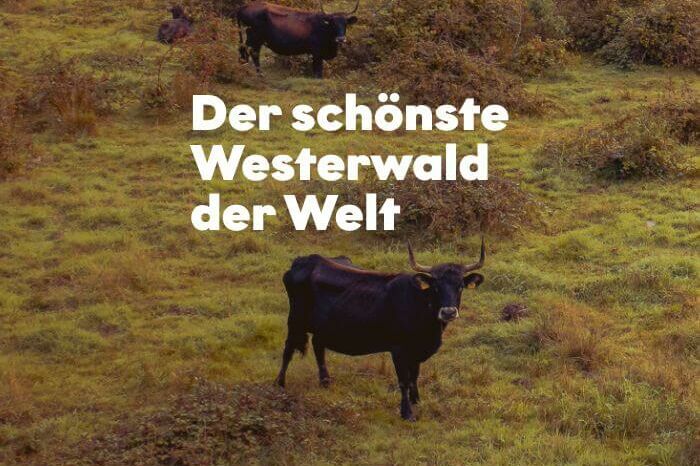 Westerwald Tourismus KOMMUNIKATION LOHNZICH Beitragsbild